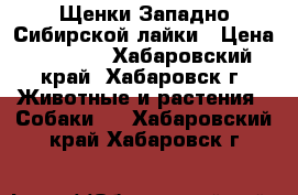 Щенки Западно-Сибирской лайки › Цена ­ 7 000 - Хабаровский край, Хабаровск г. Животные и растения » Собаки   . Хабаровский край,Хабаровск г.